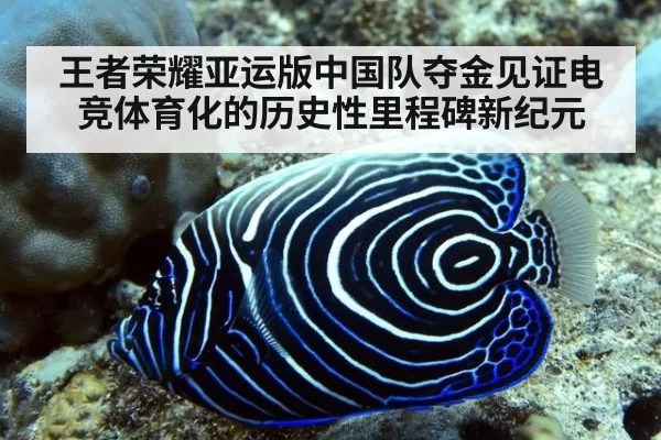 王者荣耀亚运版中国队夺金见证电竞体育化的历史性里程碑新纪元